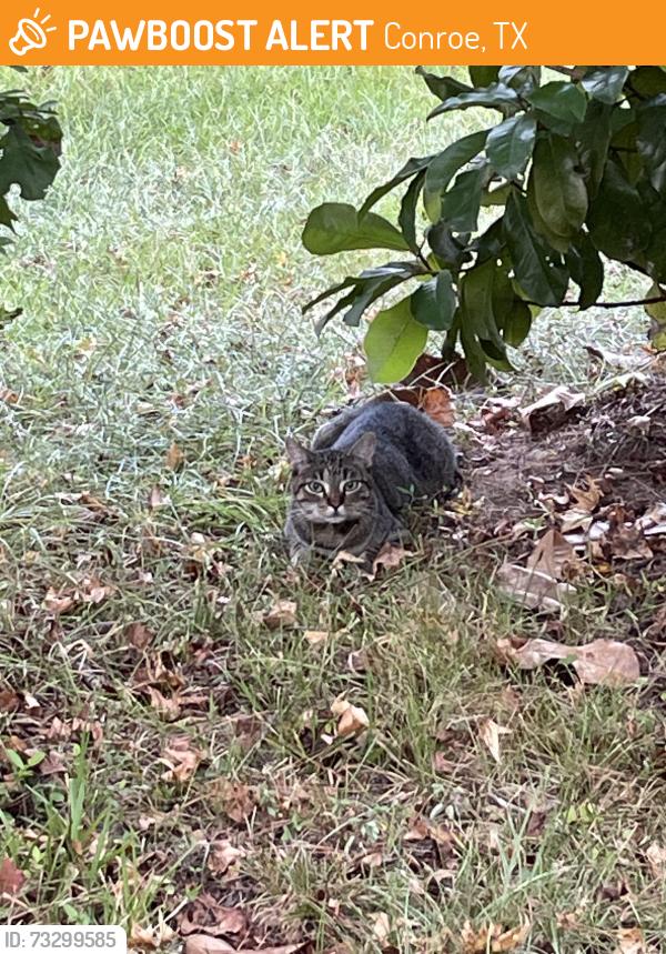 Found/Stray Unknown Cat last seen Bimbo lane and magnolia bend drive, Conroe, TX 77302