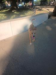 Lost Female Dog last seen State ave, Cincinnati, OH 45204