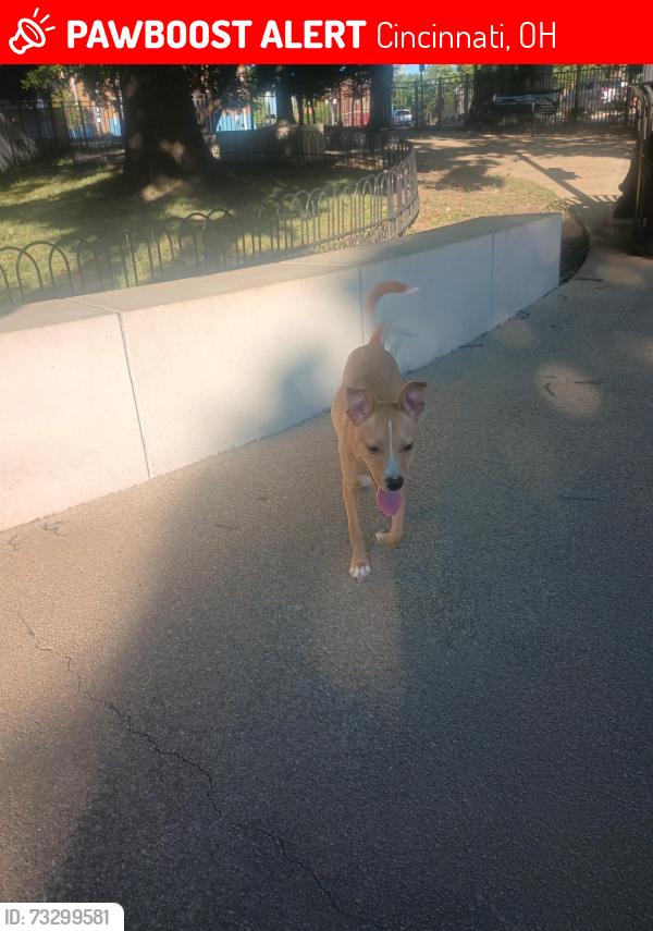 Lost Female Dog last seen State ave, Cincinnati, OH 45204