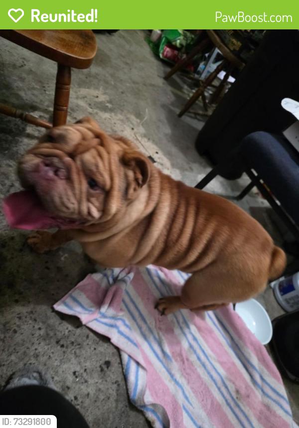 Reunited Male Dog last seen Freeman ave near fire station, Chesapeake, VA 23324