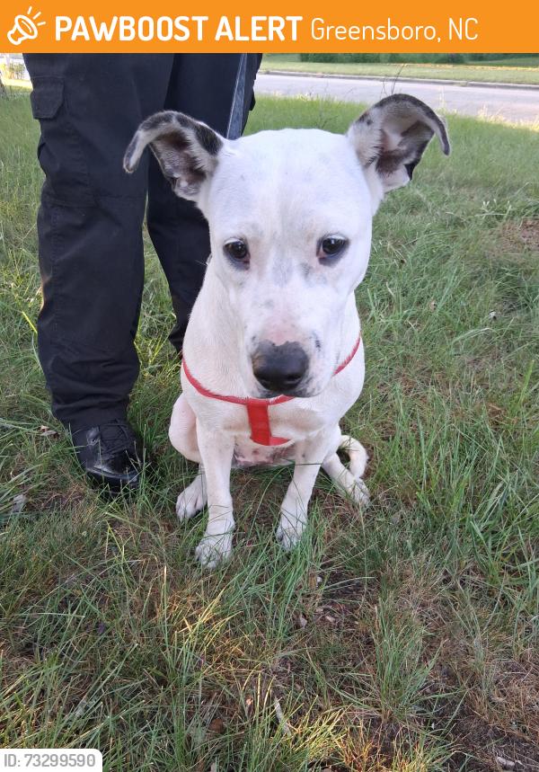 Found/Stray Female Dog last seen Urban drive, Greensboro, NC 27406
