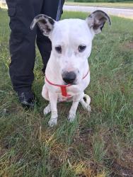 Found/Stray Female Dog last seen Urban drive, Greensboro, NC 27406