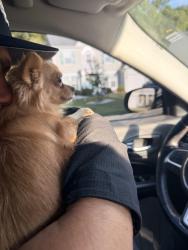 Reunited Female Dog last seen Sandy Ridge, High Point, NC 27265