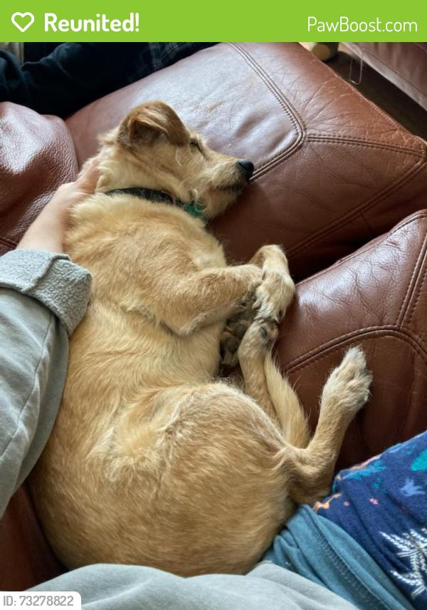 Reunited Male Dog last seen Near Oakgrove drive and Georgetown circle, Fayetteville, NC 28314