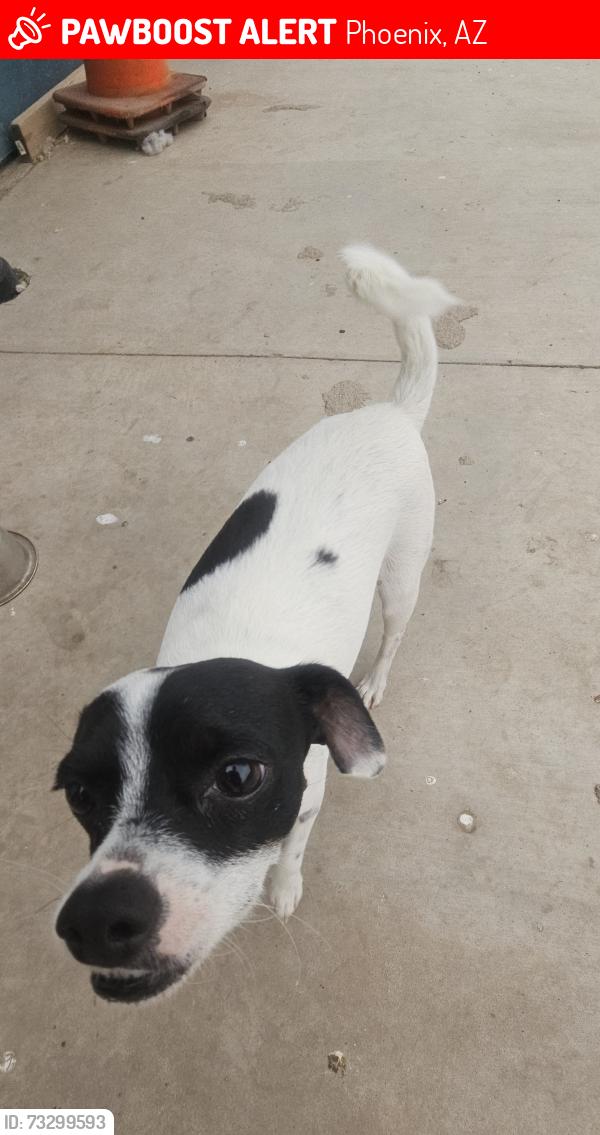 Lost Male Dog last seen Whitton, Phoenix, AZ 85033