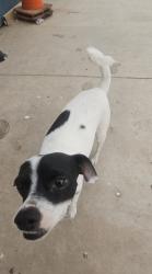 Lost Male Dog last seen Whitton, Phoenix, AZ 85033
