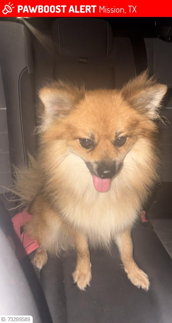 Lost Male Dog last seen along Glascock Road, near John N. Shary School, Mission, TX 78574