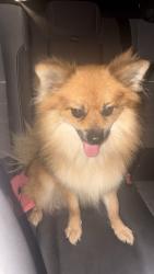 Lost Male Dog last seen along Glascock Road, near John N. Shary School, Mission, TX 78574