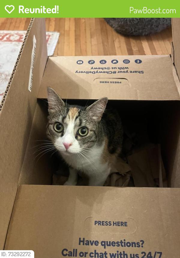 Reunited Female Cat last seen 30th street and guilford avenue, Baltimore, MD 21218