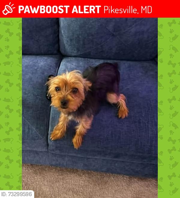 Lost Female Dog last seen Worthington apmts in Pikesville, Pikesville, MD 21208