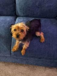 Lost Female Dog last seen Worthington apmts in Pikesville, Pikesville, MD 21208