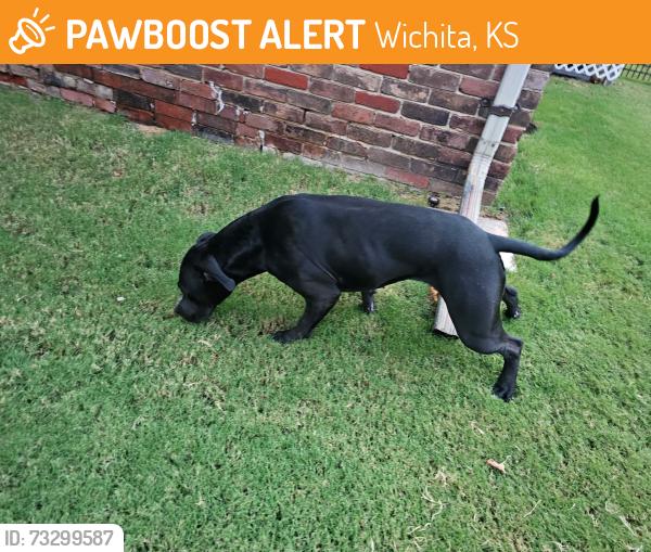 Found/Stray Female Dog last seen 21st & Amidon NW WICHITA, Wichita, KS 67204