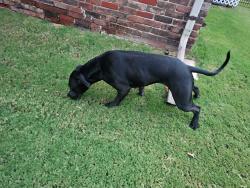 Found/Stray Female Dog last seen 21st & Amidon NW WICHITA, Wichita, KS 67204