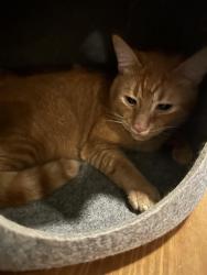 Reunited Male Cat last seen High Summit Dr. and South Mountain Dr., Raleigh, NC 27603