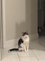 Lost Male Cat last seen Woodchase Circle, Orlando FL 32836, Orlando, FL 32836