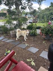Reunited Unknown Dog last seen S. Pine grove road and forest glen, Virginia Beach, VA 23452