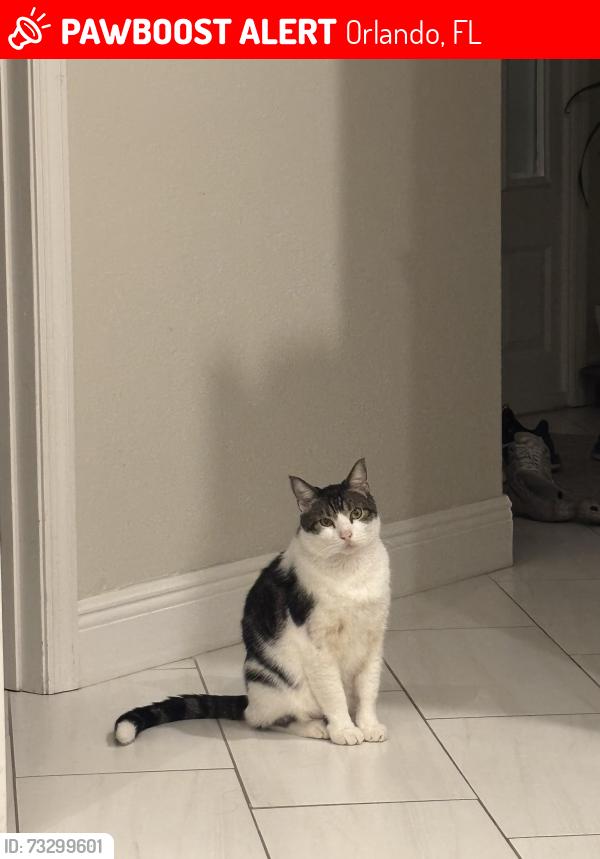 Lost Male Cat last seen Woodchase Circle, Orlando FL 32836, Orlando, FL 32836