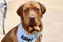 Shelter Stray Male Dog last seen Quintard Street, STATEN ISLAND, NY, 10305, 3139 Veterans Rd W, Staten Island, NY 10309, USA