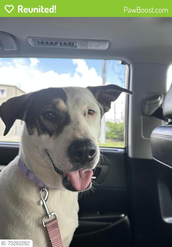 Reunited Female Dog last seen Red bluff terrace, Pasadena, TX 77506