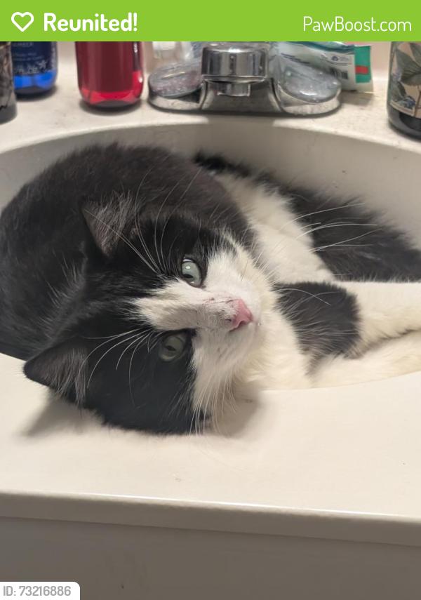 Reunited Male Cat last seen Near the Lowes Foods on Bass Lake Rd., Holly Springs, NC 27540