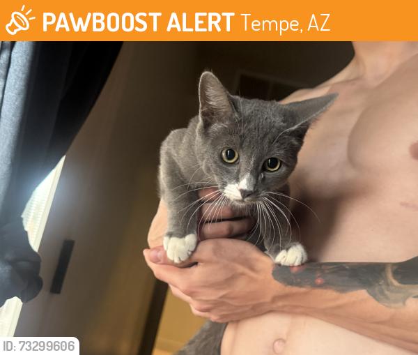 Found/Stray Male Cat last seen E Carter drive Tempe, Tempe, AZ 85282