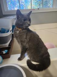 Reunited Unknown Cat last seen Off of Harve Mathis Road, Athens, GA 30601
