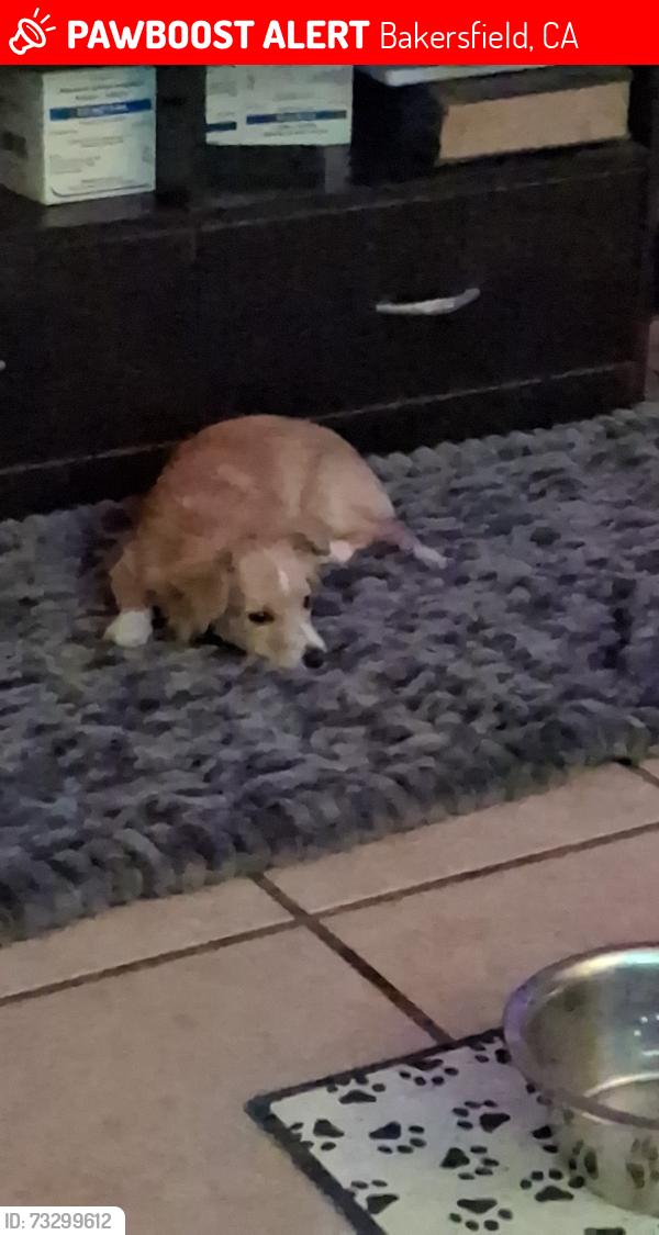Lost Female Dog last seen Ash/Ming, Bakersfield, CA 93309