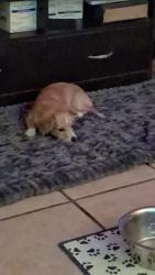 Lost Female Dog last seen Ash/Ming, Bakersfield, CA 93309