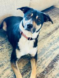 Reunited Female Dog last seen North Meadows and Jonquil Street, Castle Rock, CO 80109