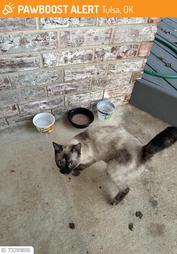 Found/Stray Unknown Cat last seen W 87th St and 49th W Ave, Tulsa, OK 74132