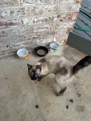 Found/Stray Unknown Cat last seen W 87th St and 49th W Ave, Tulsa, OK 74132