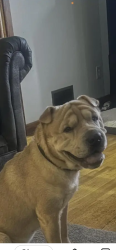 Lost Male Dog last seen Carson, Center Point, AL 35215