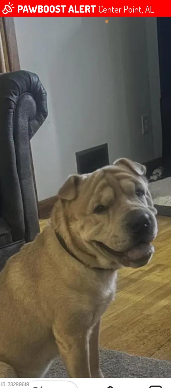 Lost Male Dog last seen Carson, Center Point, AL 35215