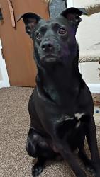 Lost Male Dog last seen Near east 1st apache junction 85120, Apache Junction, AZ 85120