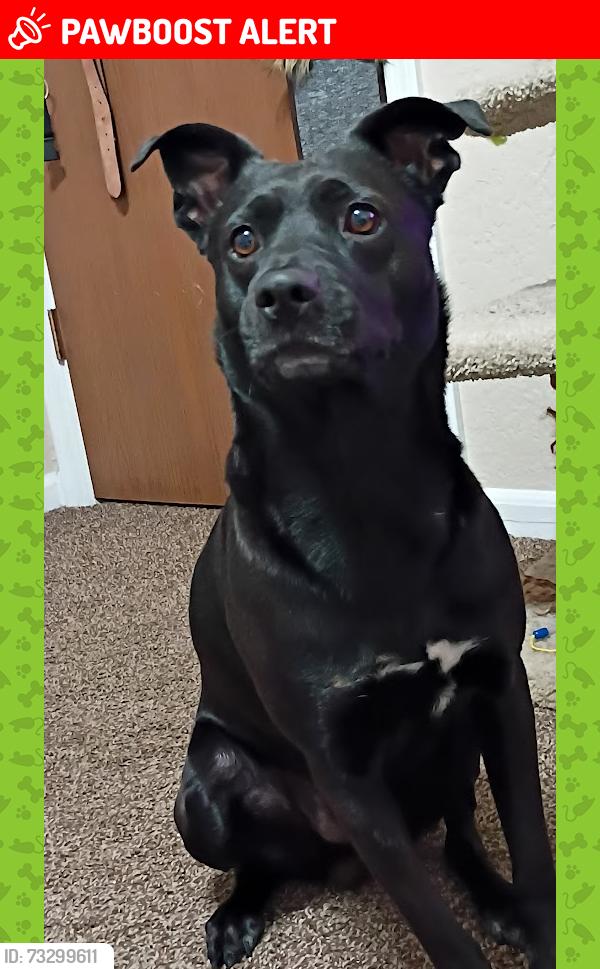 Lost Male Dog last seen Near east 1st apache junction 85120, Apache Junction, AZ 85120