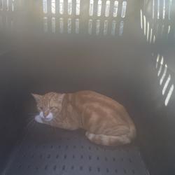Shelter Stray Male Cat last seen , 141 Canna Ln, Lake Jackson, TX 77566, USA