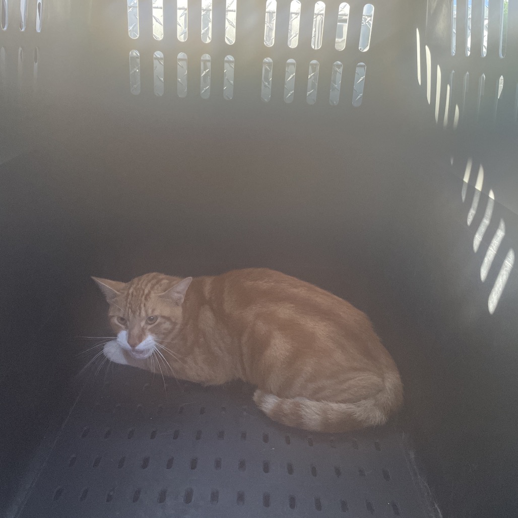 Shelter Stray Male Cat last seen , 141 Canna Ln, Lake Jackson, TX 77566, USA