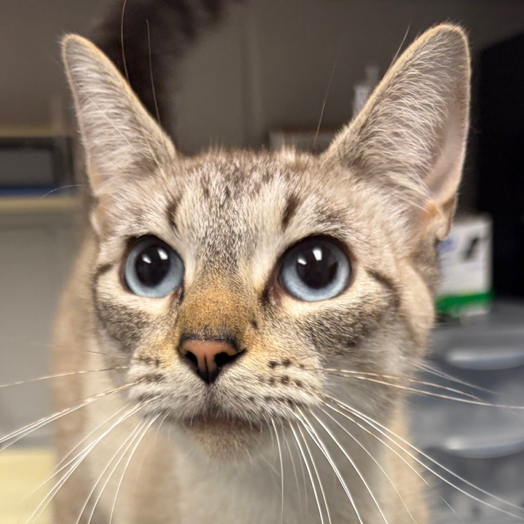 Shelter Stray Female Cat last seen , 328 Furman Hall Rd, Greenville, SC 29609, USA