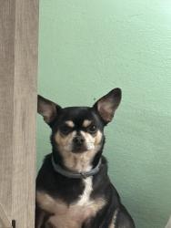 Lost Female Dog last seen Greenacre, Rochester, NY 14624