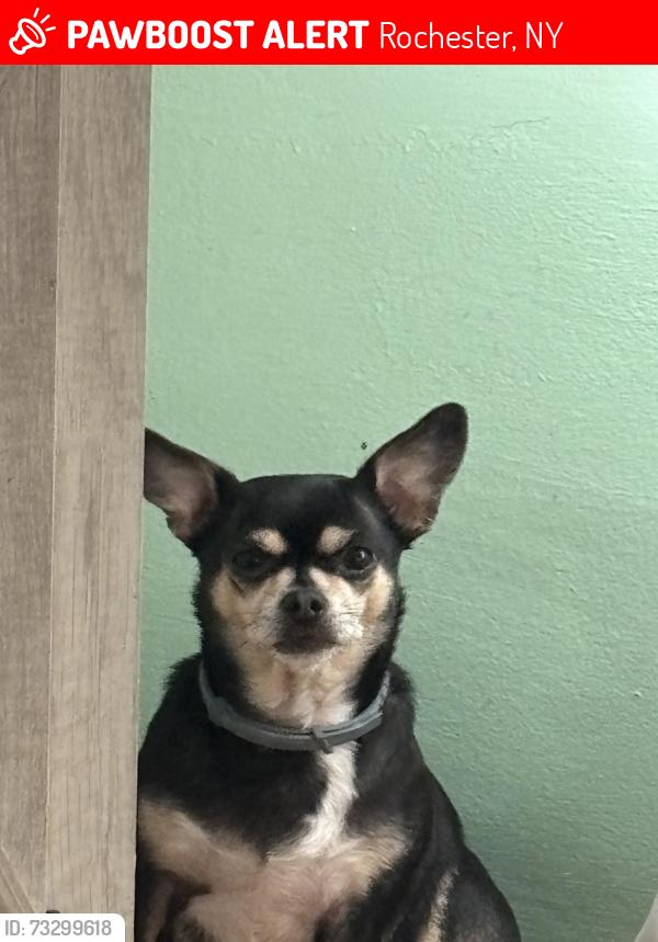 Lost Female Dog last seen Greenacre, Rochester, NY 14624