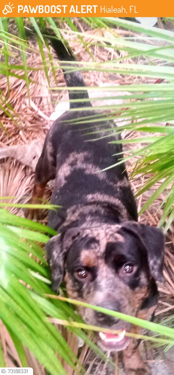 Found/Stray Male Dog last seen W 84th st, Hialeah, FL 33012
