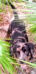 Found/Stray Male Dog last seen W 84th st, Hialeah, FL 33012
