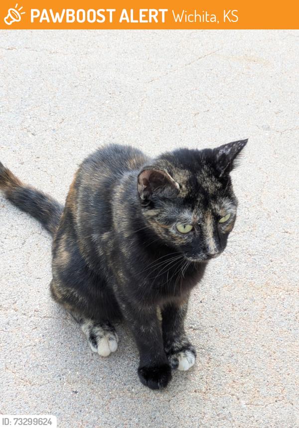 Found/Stray Unknown Cat last seen 21st and Maize, Wichita, KS 67205