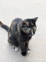 Found/Stray Unknown Cat last seen 21st and Maize, Wichita, KS 67205
