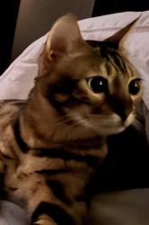 Reunited Male Cat last seen Close to the athletic complex sunrise, Sunrise, FL 33323