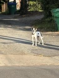 Found/Stray Unknown Dog last seen Claiborne St and Allen Ave, Richmond, VA 23220