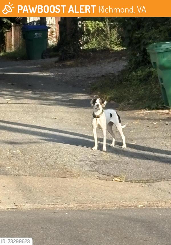 Found/Stray Unknown Dog last seen Claiborne St and Allen Ave, Richmond, VA 23220