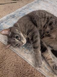 Reunited Male Cat last seen Midway by the Fire station, Broomfield, CO 80020