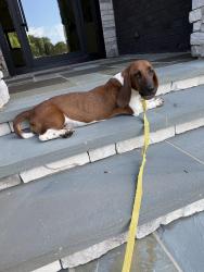 Reunited Female Dog last seen Squire Davis rd, Kernersville, NC 27284