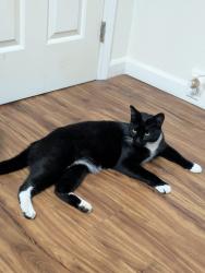 Reunited Male Cat last seen Foothill Drive, Vista, CA 92084